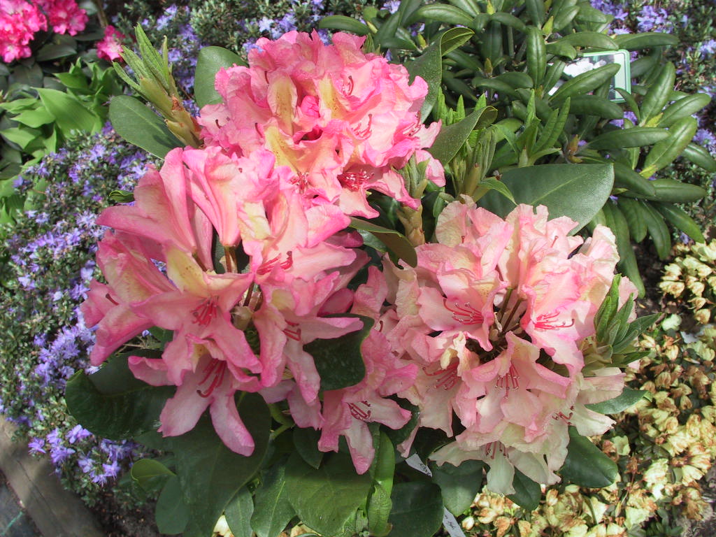 Rhododendron yakushimanum Britania.jpg